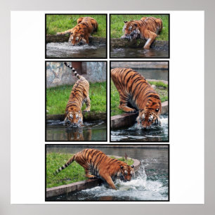 Sibirisches Tigerposter Poster