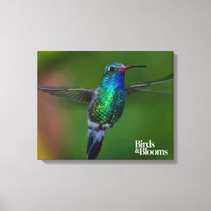 Sich hin- und herbewegender Kolibri Leinwanddruck