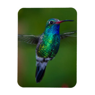 Sich hin- und herbewegender Kolibri Magnet