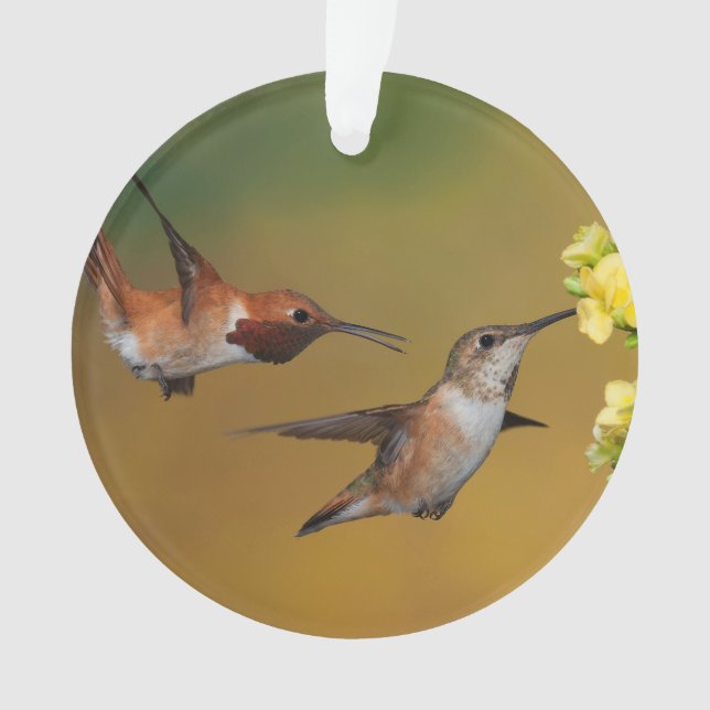 Sich hin- und herbewegender Rufous Kolibri Ornament (Vorderseite)