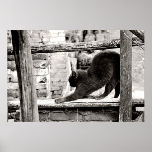 sich streckende Katze Poster