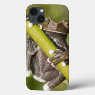 Sichernder Tapichalaca Baum-Frosch Hyloscirtus title_seo2