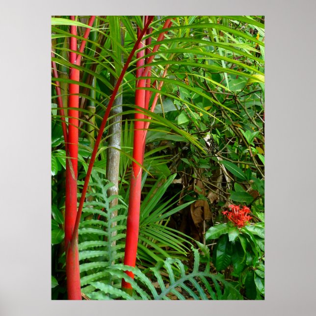 Sicherungen von Wax Palms Poster (Vorne)