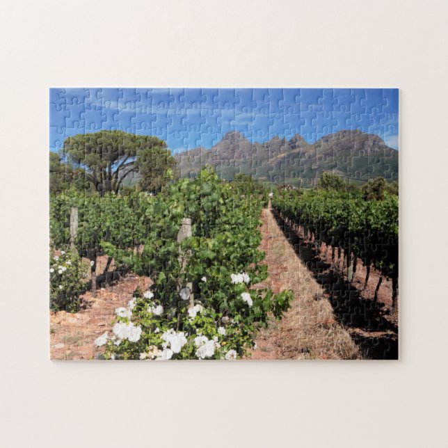 Sicht auf die Weinberge. Stellenbosch (Horizontal)