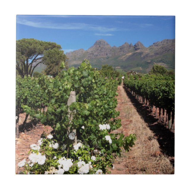 Sicht auf die Weinberge. Stellenbosch Fliese (Vorderseite)