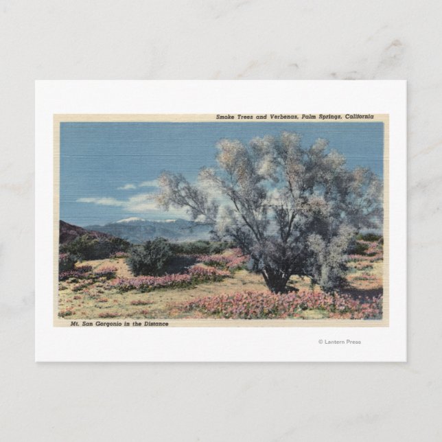 Sicht auf San Gorgonio, Rauchbäume Postkarte (Vorderseite)