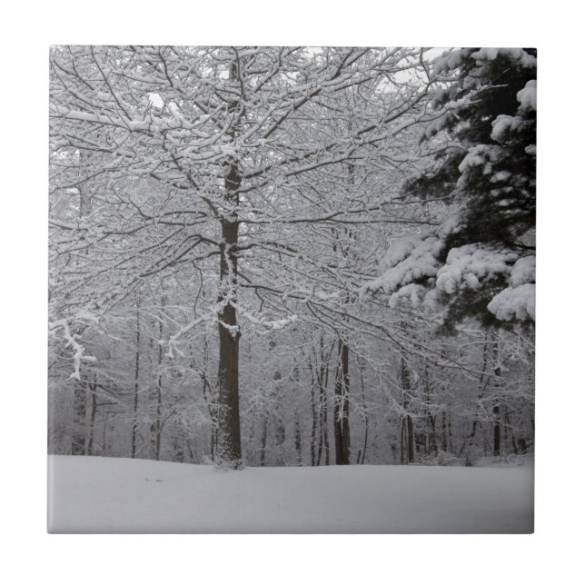 Sicht auf Wälder Fliese (Vorderseite)