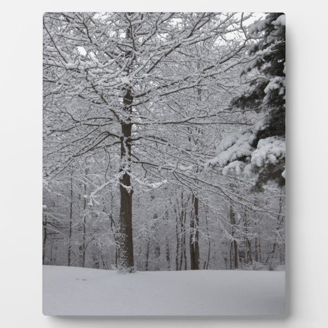 Sicht auf Wälder Fotoplatte (Vorderseite)