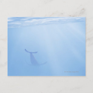 Sicht auf Wale unter Wasser Postkarte