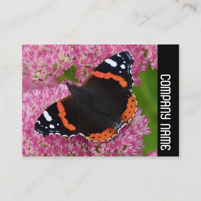 Side Band - Red Admiral auf Sedum (Herbstfreude) Visitenkarte (Vorderseite)
