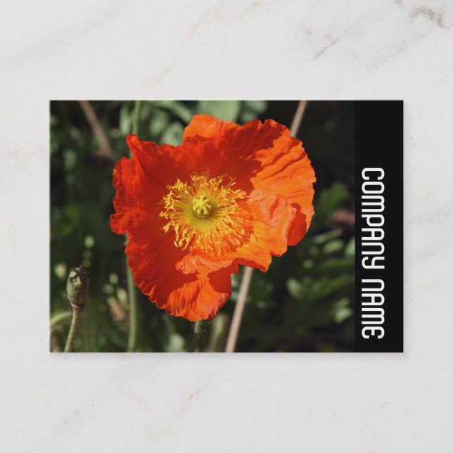 Side Band - Welsh Poppy (Orange) Visitenkarte (Vorderseite)