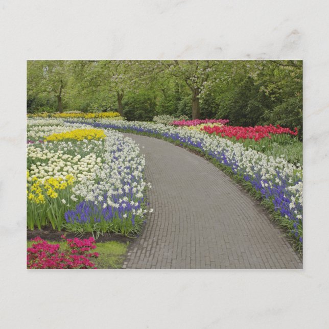Sidewalk durch Tulpen und Narzissen, 2 Postkarte (Vorderseite)