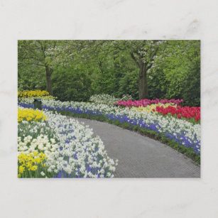 Sidewalk durch Tulpen und Narzissen, Postkarte
