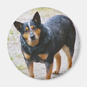 Sidney the Blue Heeler Magnet