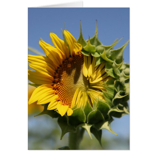 Sie können das tun (Vorne)