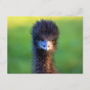 "Sie schauen mich an?" - Emu Postkarte