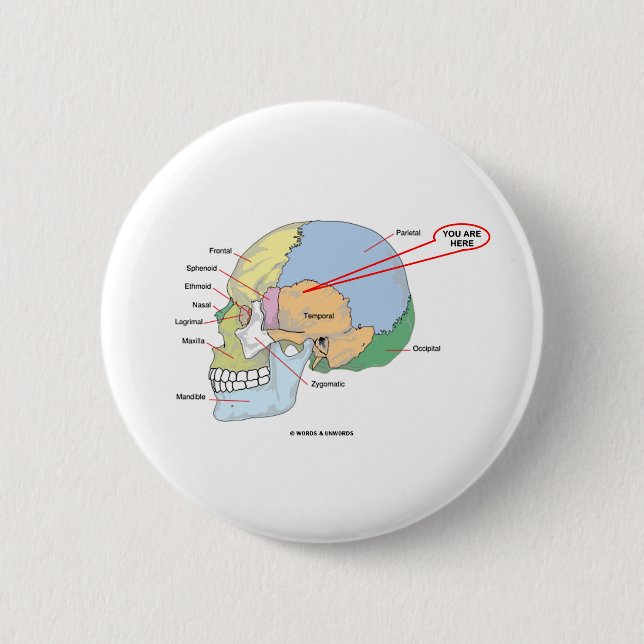 Sie sind hier (Hirn temporale Region anatomisch) Button (Vorderseite)