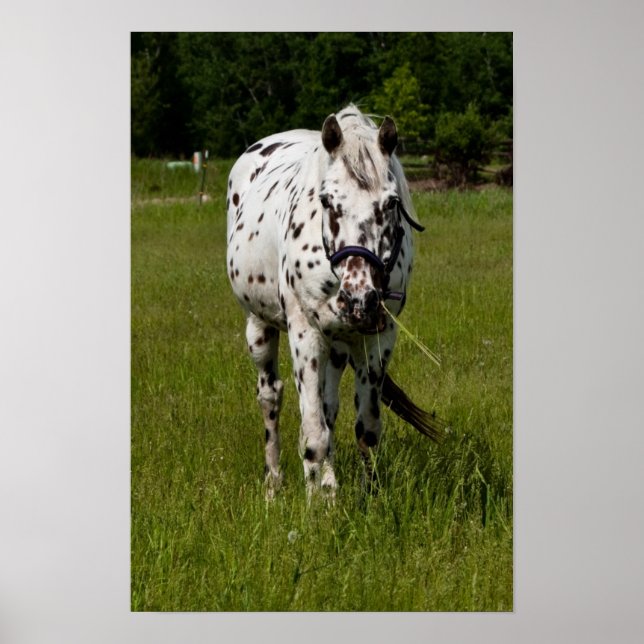 Sie waren Gepunktet Poster (Vorne)