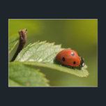 Sieben-Stelle Marienkäfer Postkarte<br><div class="desc">Ein Makroschuß eines Sieben-Stelle Marienkäfers (Coccinella septempunctata) kriechend auf ein Blatt am aufgehende Sonne-Land-Park,  Newcastle nach Tyne.</div>