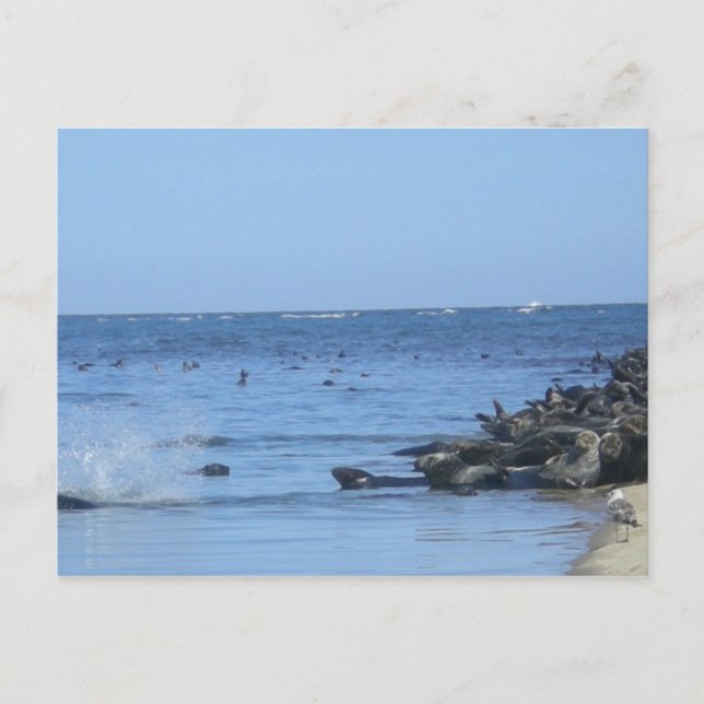 Siegel am Strand Postkarte (Vorderseite)