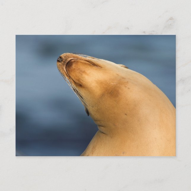 Siegel am Strand Postkarte (Vorderseite)