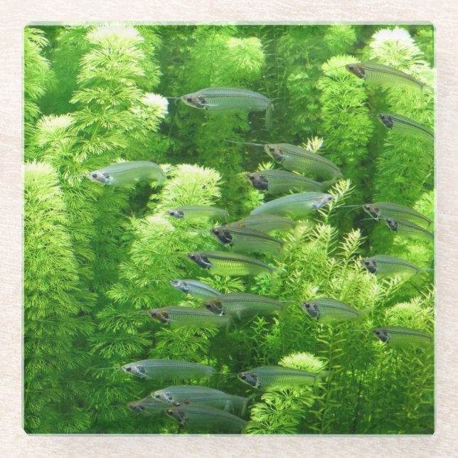 Siegel der glänzenden Silberfische Glasuntersetzer (Vorderseite)