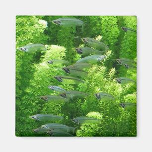Siegel der glänzenden Silberfische Magnet