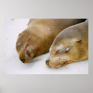 SIEGEL GENIESSEN DIE SONNE UND EINANDER POSTER