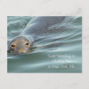 Siegel im Chatham Pier in Cape Cod beobachten Postkarte