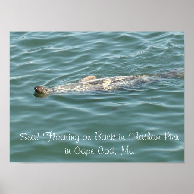 Siegel in Chatham Pier in Cape Cod Poster (Vorne)