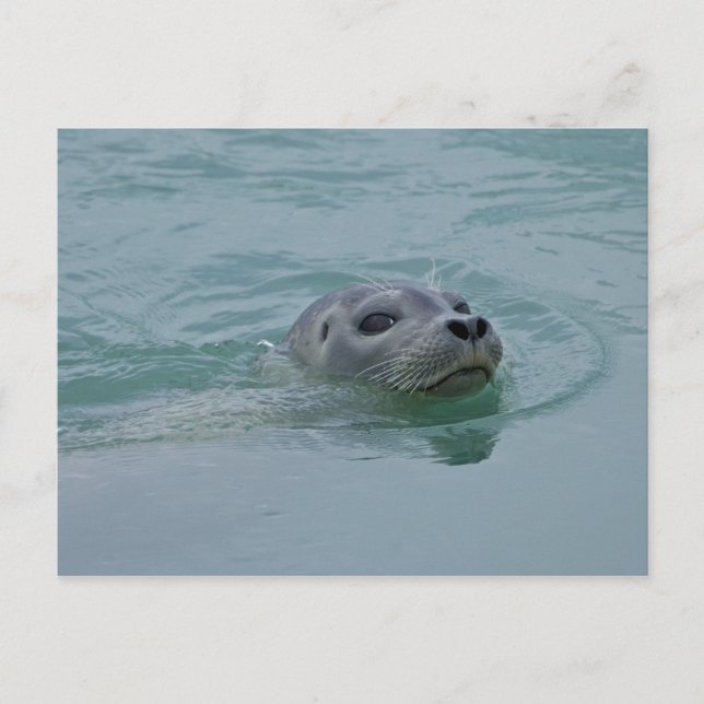 Siegel in Jokulsarlon Gletschersee Postkarte (Vorderseite)