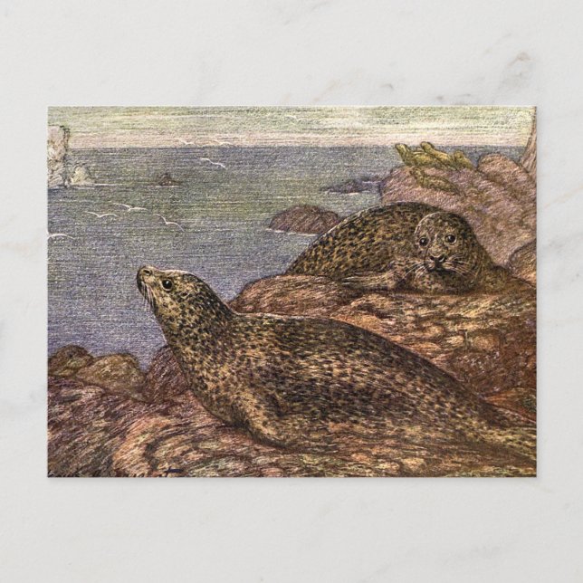 Siegel in Vintagen Häfen, Meerestiere Postkarte (Vorderseite)