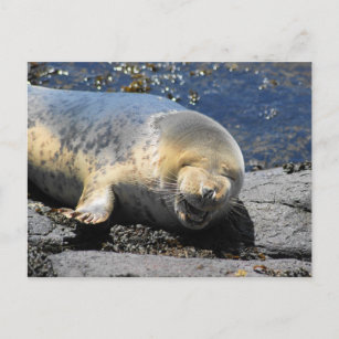 Siegel lacht Puffin Touren Farne Islands Postkarte
