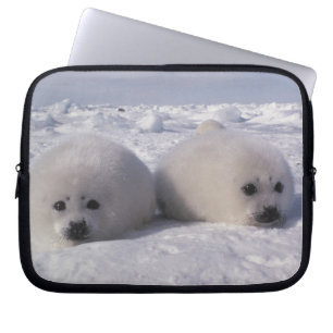 Siegel (Phoca groenlandica) Siegel-Jungtiere Laptopschutzhülle