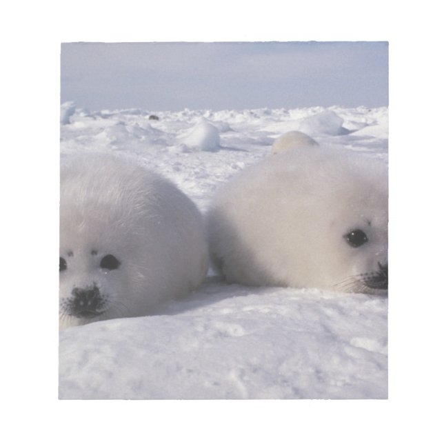 Siegel (Phoca groenlandica) Siegel-Jungtiere Notizblock (Vorderseite)