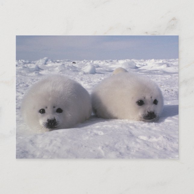 Siegel (Phoca groenlandica) Siegel-Jungtiere Postkarte (Vorderseite)