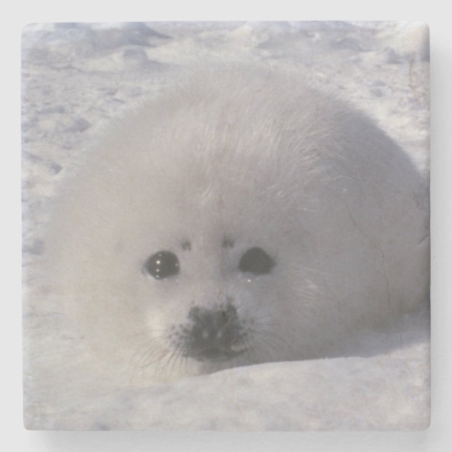 Siegel (Phoca groenlandica) Siegel-Jungtiere Steinuntersetzer (Vorderseite)