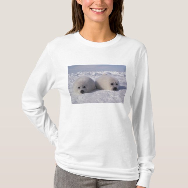 Siegel (Phoca groenlandica) Siegel-Jungtiere T-Shirt (Vorderseite)