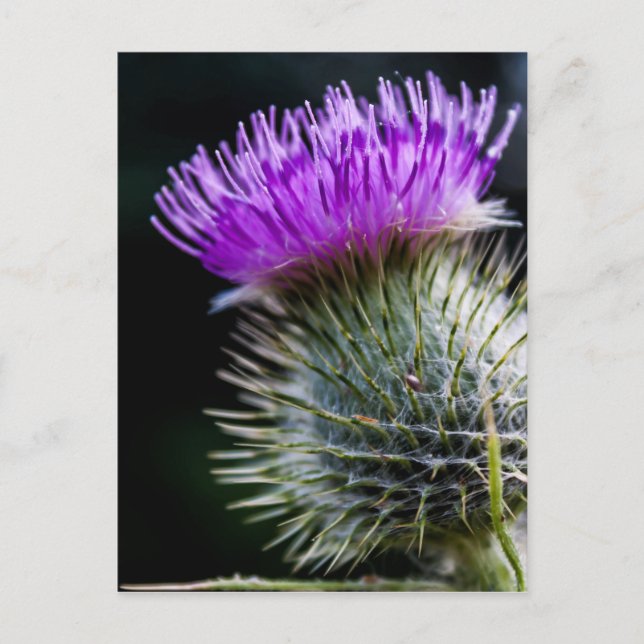 Siegel Postkarte (Vorderseite)