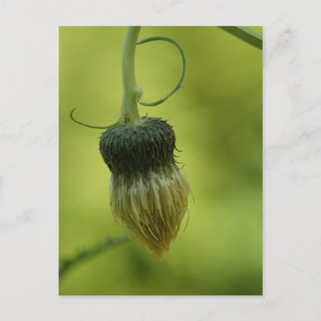 Siegel Postkarte (Vorderseite)