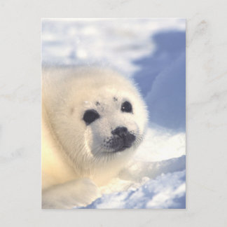 Siegel Pup Face Postkarte