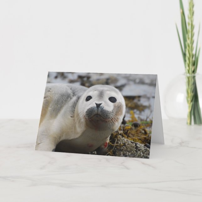 Siegel Pup Grußkarte Karte (Vorderseite)