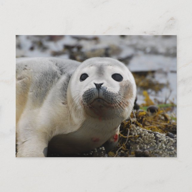 Siegel Pup Postkarte (Vorderseite)