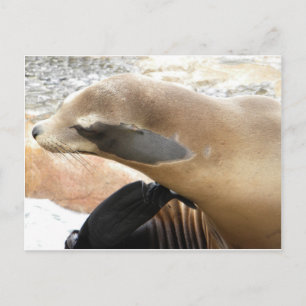 Siegel Scratcher Postkarte