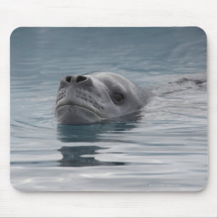 Siegelleopard, der schwimmt mousepad