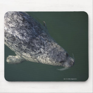 Siegelschwimmen unter dem Wasser 2 Mousepad