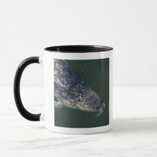 Siegelschwimmen unter dem Wasser 2 Tasse