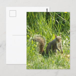 Siehe You Eichhörnchen Postkarte