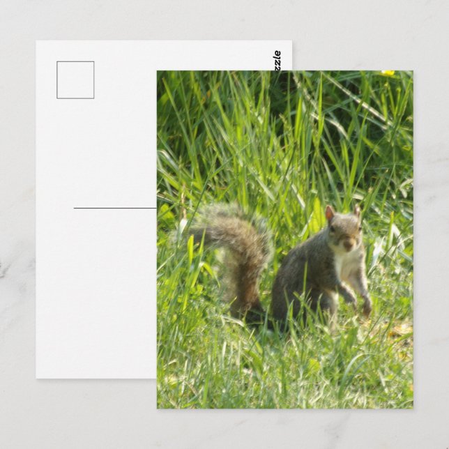 Siehe You Eichhörnchen Postkarte (Vorne/Hinten)