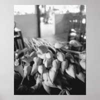 Siem Reap Cambodia, Lotus Blume